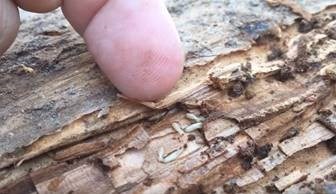 1343830-subterranean-termite