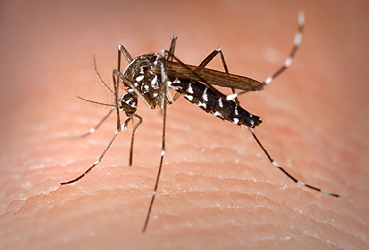 475pxpx-Aedes_Albopictus-1