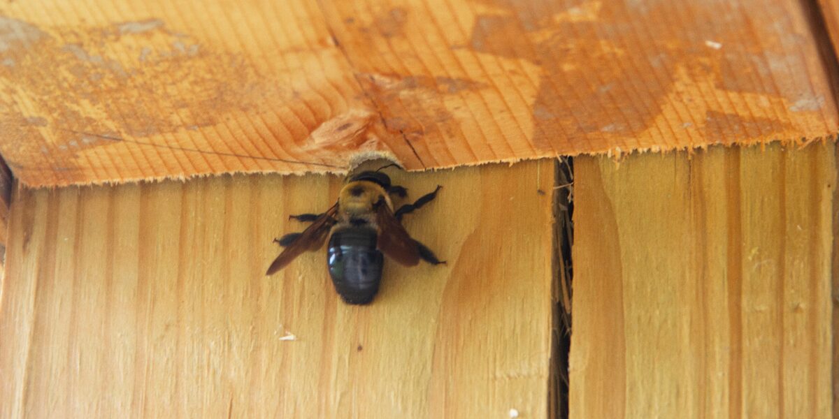 carpenter-bee-1589735938