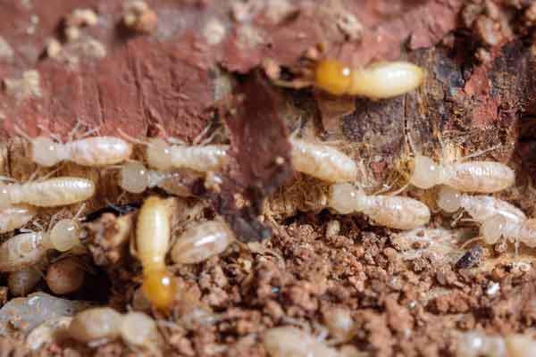 drywood-termites-1