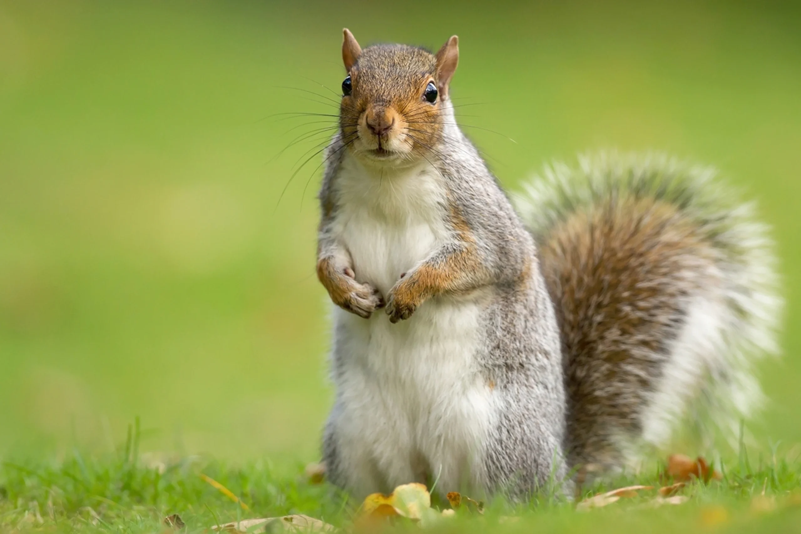 eastern-gray-squirrel-standing_3x2